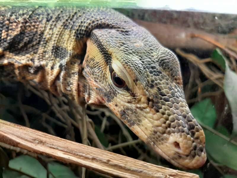 reptiel-dierenpark-de-oliemulen-standard.jpg