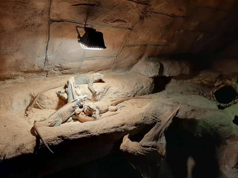 reptielen-dierenpark-de-oliemeulen-standard.jpg