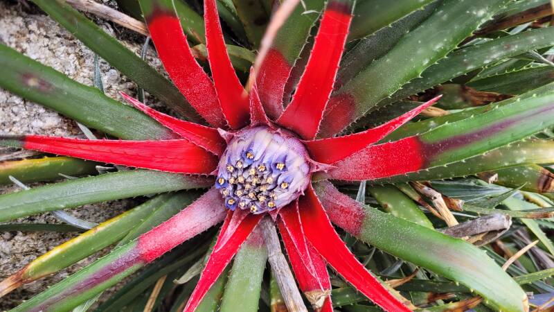 Jardin Exotique et Botanique de Roscoff