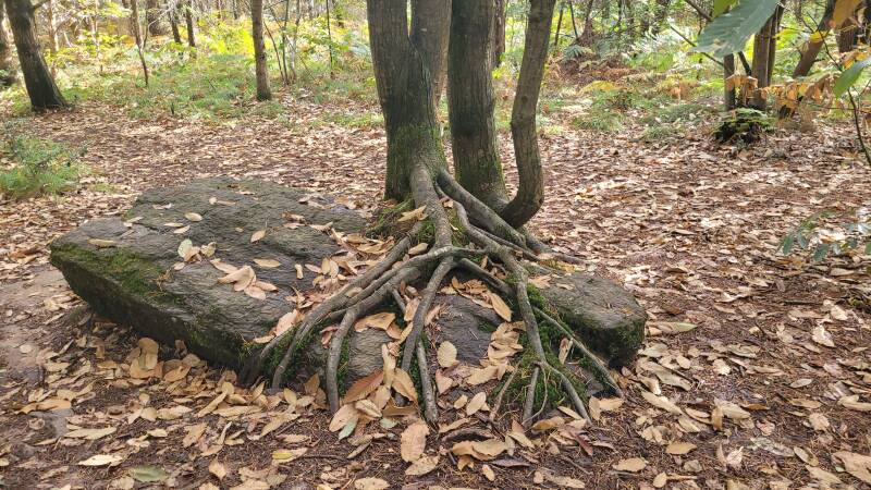L'alignement des Pierres Droites