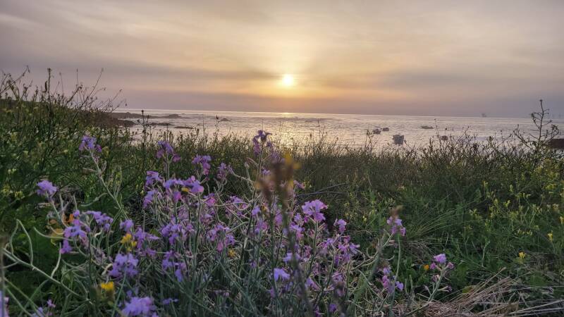Fleurs sauvages et orchidées à l'ile d'Yeu
