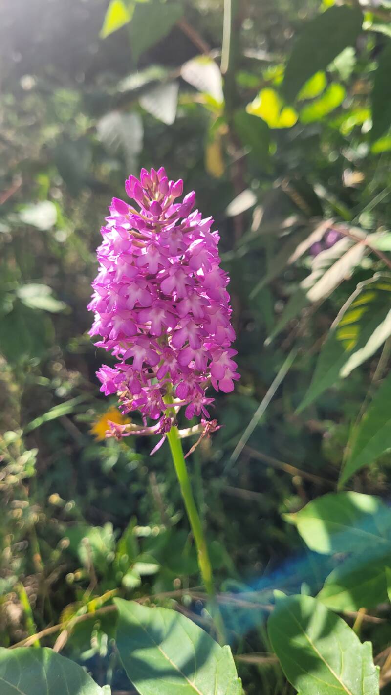 Fleurs sauvages et orchidées à l'ile d'Yeu