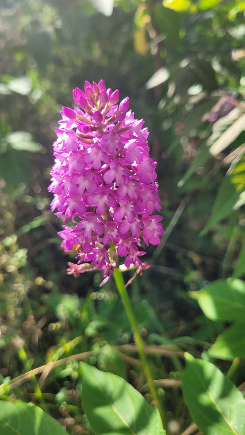 Fleurs sauvages et orchidées à l'ile d'Yeu
