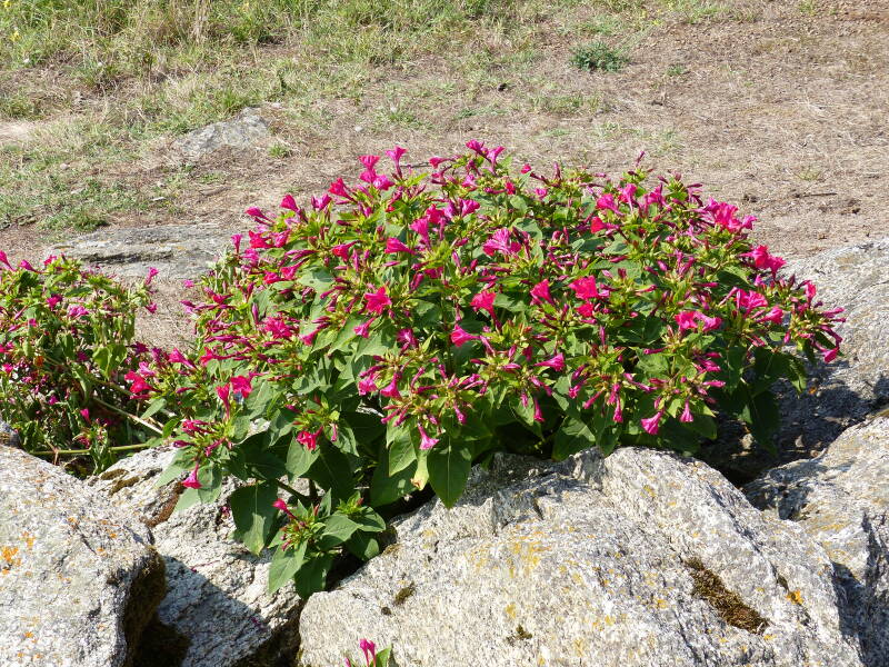 Fleurs sauvages et orchidées à l'ile d'Yeu