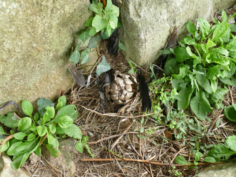 Le dolmen de Kérangouez