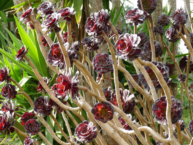 Jardin Exotique et Botanique de Roscoff