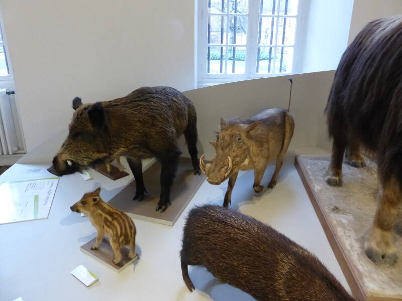 Musée Saint-Loup