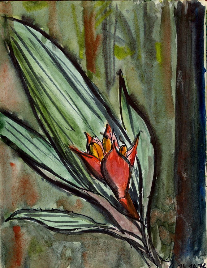 bromelia-standard.jpg
