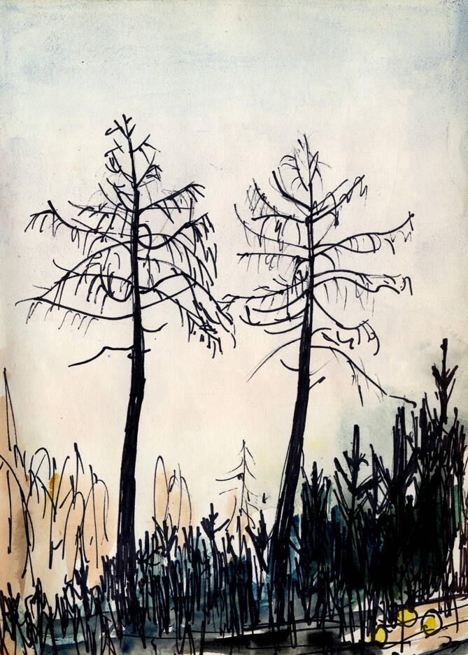 larix-standard.jpg