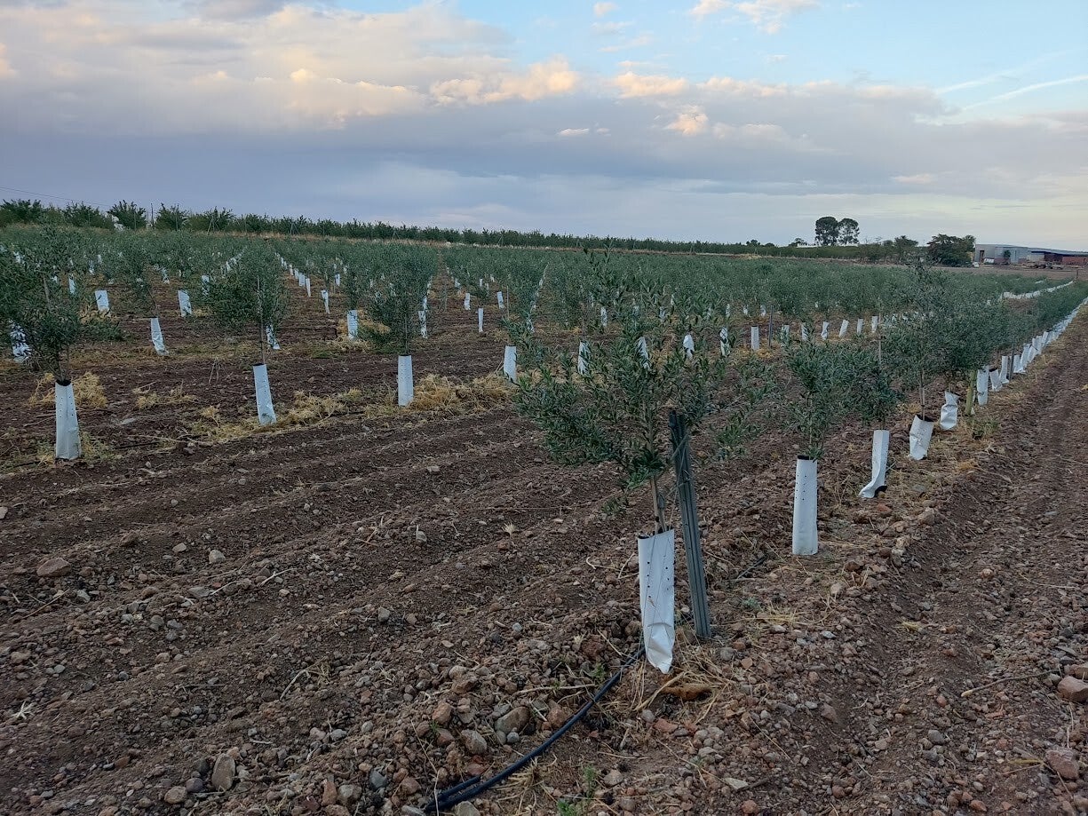 planacion superintensiva de olivas