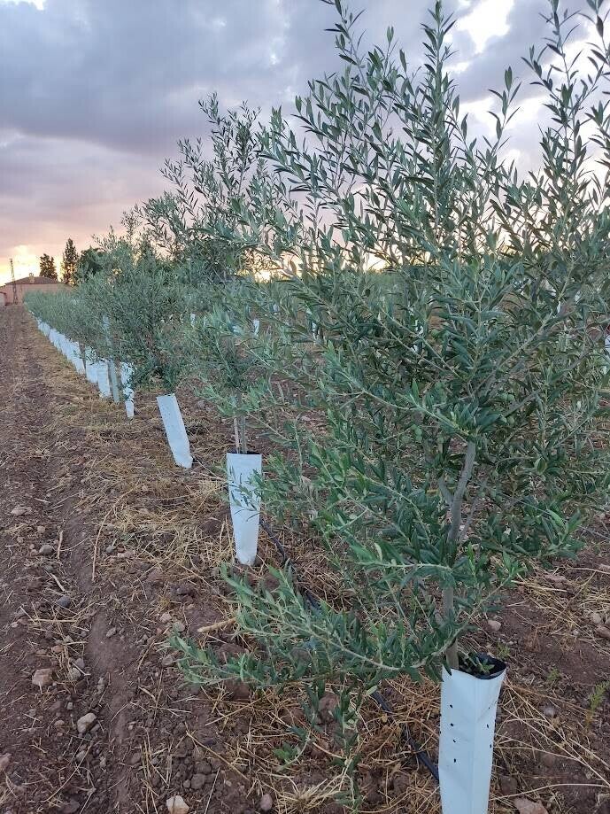 olivar superintensivo agricola bagbol
