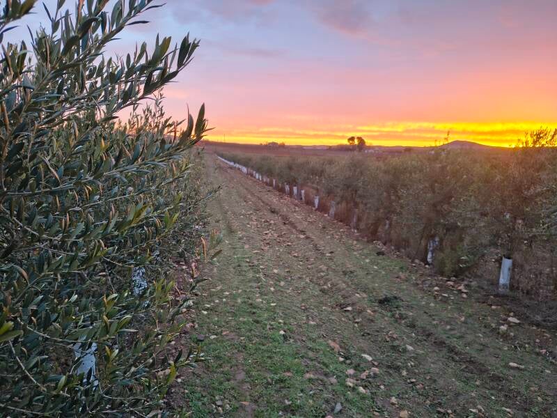 plantacion de olivas con gps