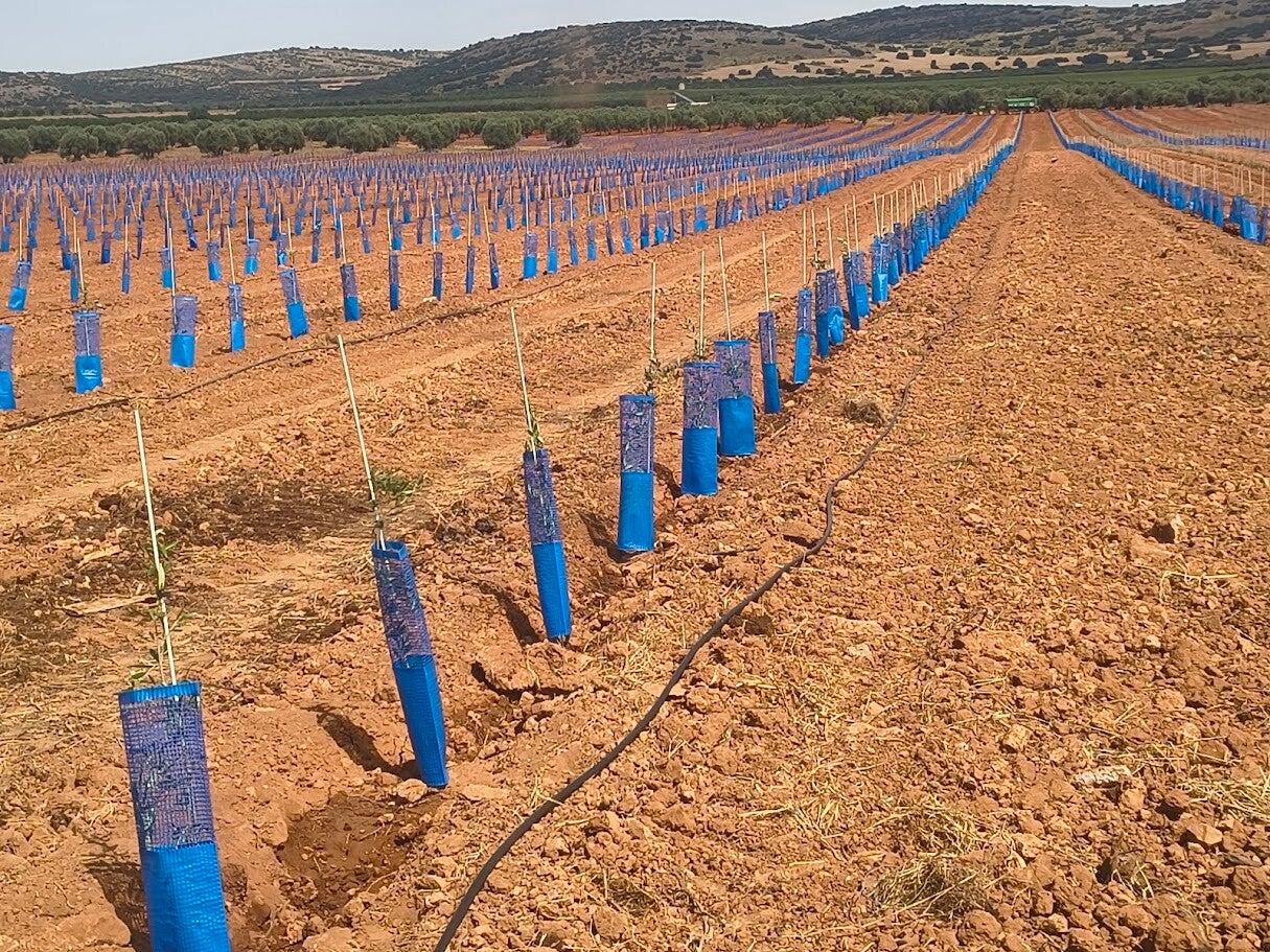 plantacion espaldera 