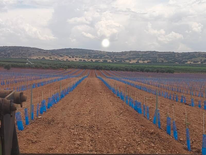 plantacion de oliva con gps