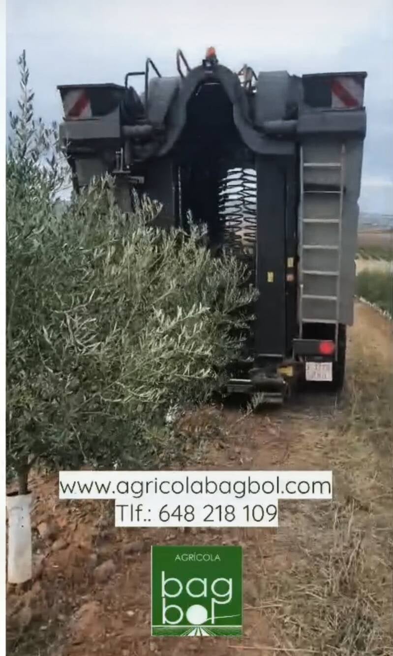 Maquina recolectando aceituna 