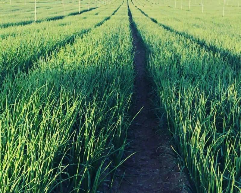 Conditionnement de carottes frais et de qualité supérieure chez GREEN SECURITY