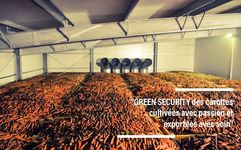 Conditionnement de carottes frais et de qualité supérieure chez GREEN SECURITY