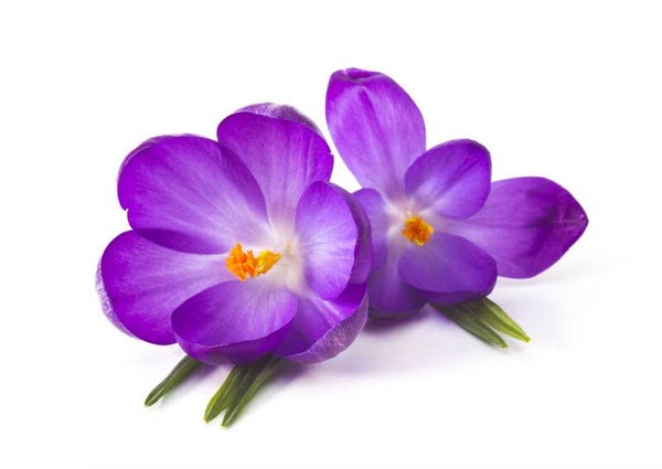 Gel douche - Violette