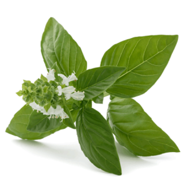Huile essentielle - Basilic exotique BIO