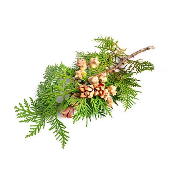 Huile essentielle - Cyprès toujours vert BIO