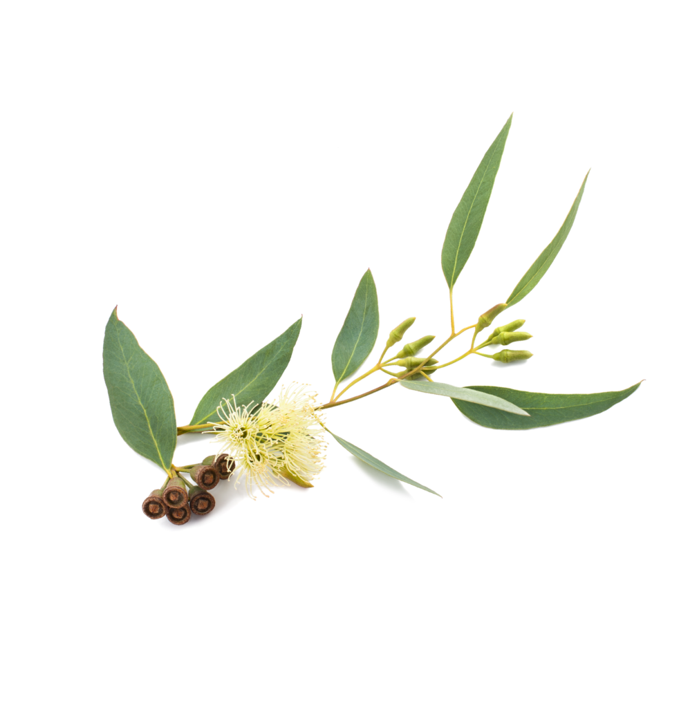 Huile essentielle - Eucalyptus citronné