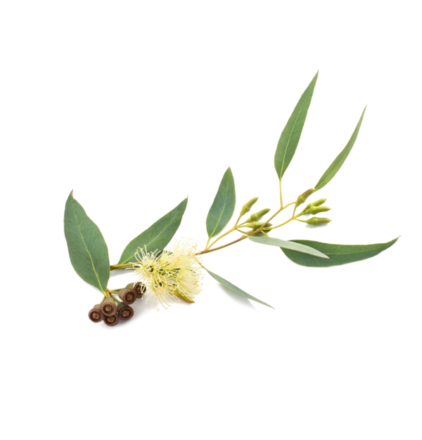 Huile essentielle - Eucalyptus citronné