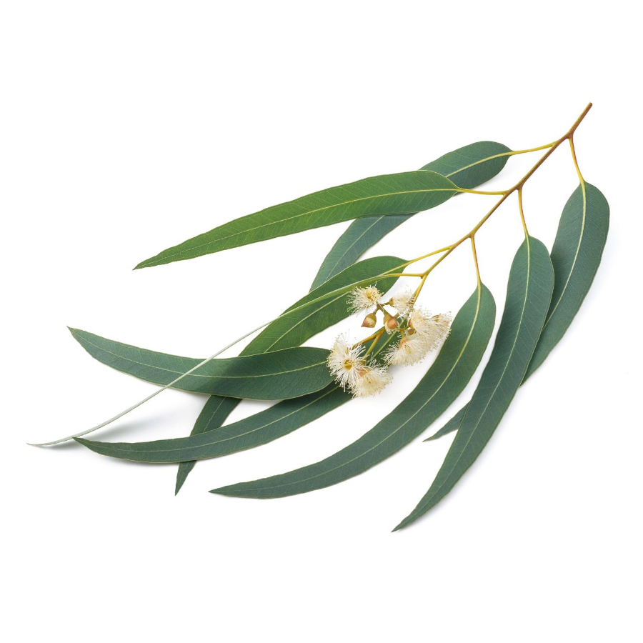 Huile essentielle - Eucalyptus globulus