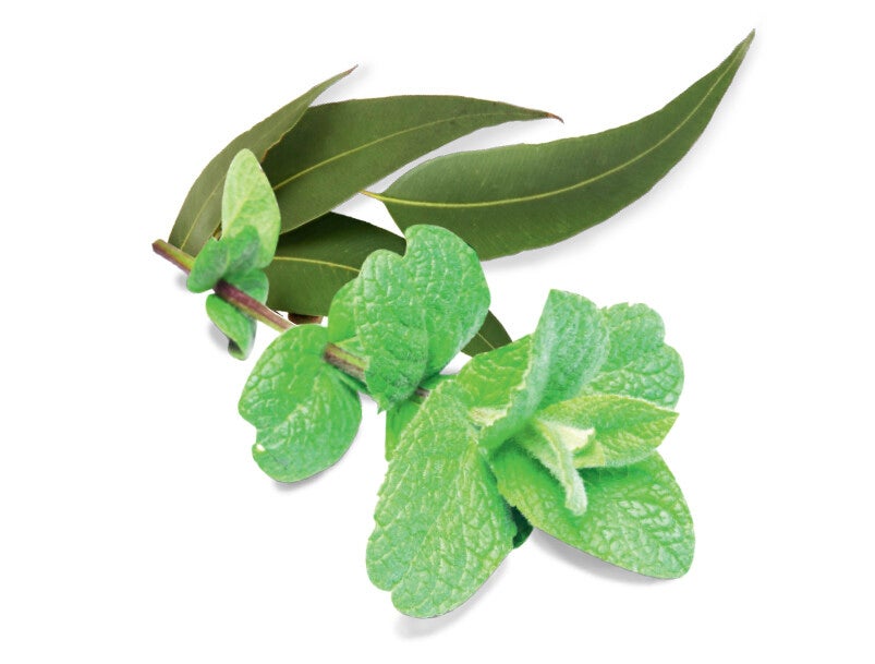 Huile essentielle - Eucalyptus mentholé BIO
