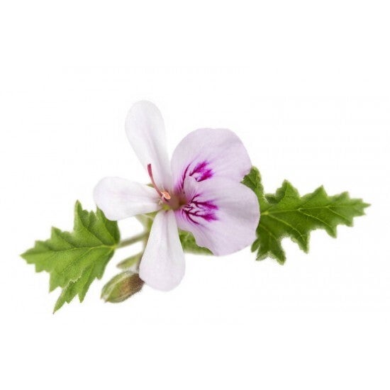 Huile essentielle - Géranium rosat