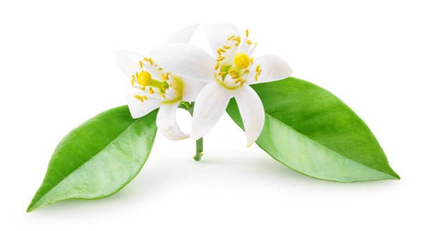 Hydrolat - Fleurs d'Oranger BIO 100 ml