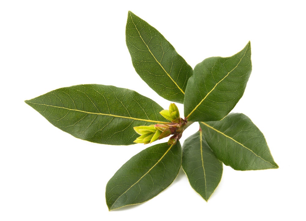 Huile essentielle - Laurier noble BIO
