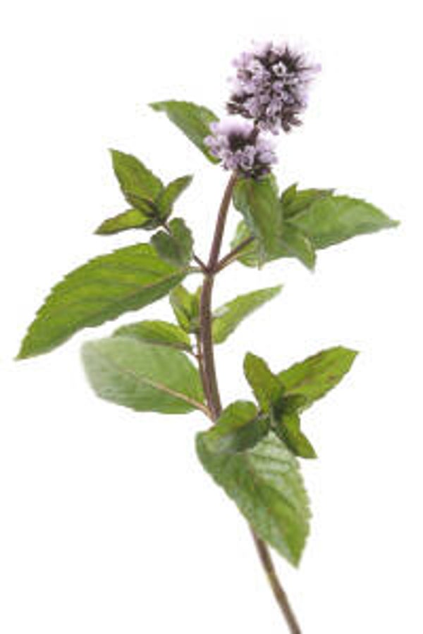 Huile essentielle - Menthe des champs