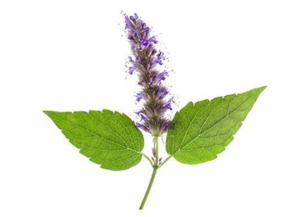 Huile essentielle - Patchouli Bio