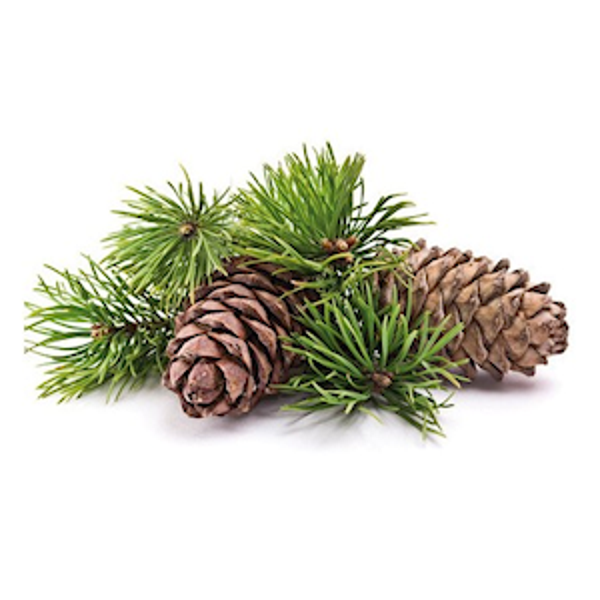 Huile essentielle - Pin sylvestre BIO