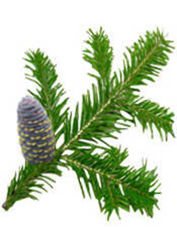 Huile essentielle - Sapin de Sibérie