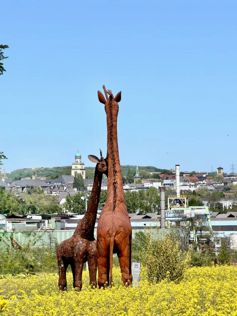 giraffen-schauen-standard.jpg