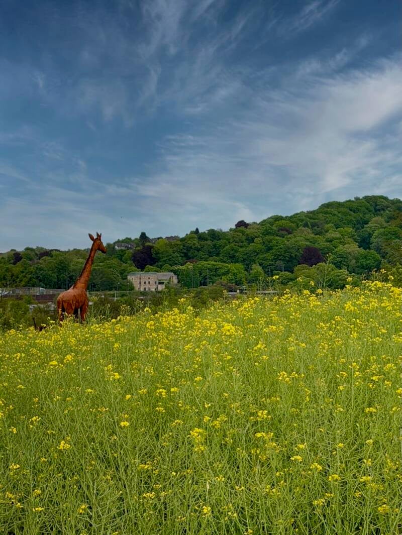 girraffe-allein-schaauend-standard.jpg