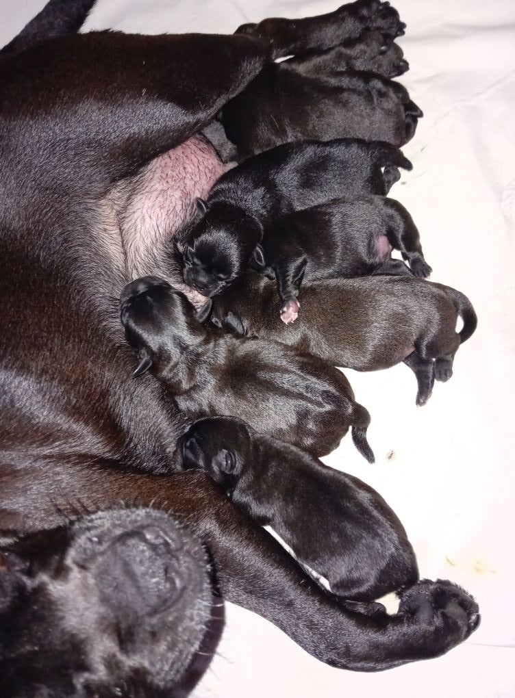 Black Pearls van Tippie 