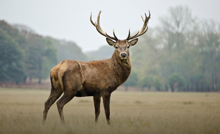 Lotgering 100% Wildmix