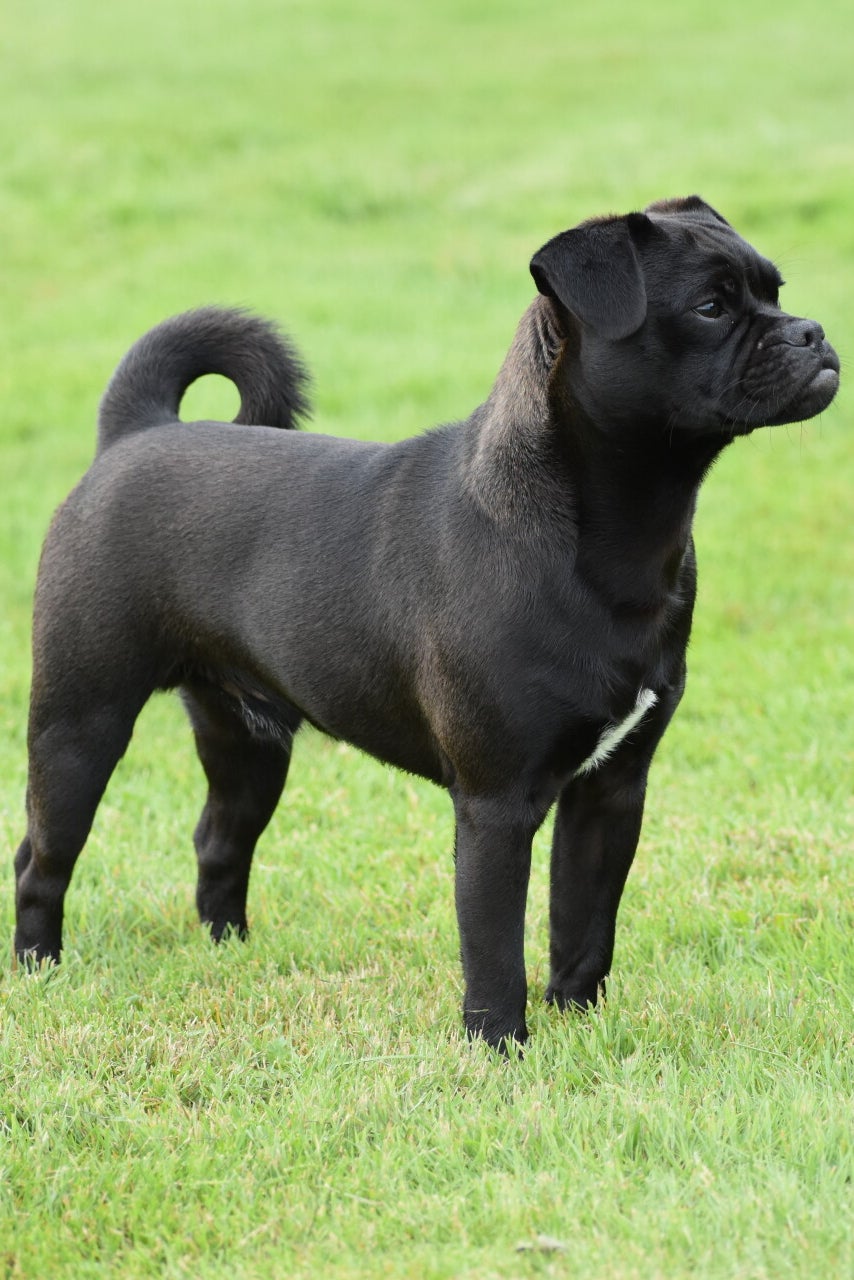 Retromops Herplaatsing / Retromops onze honden | Retromopsen Be My Side Puggies