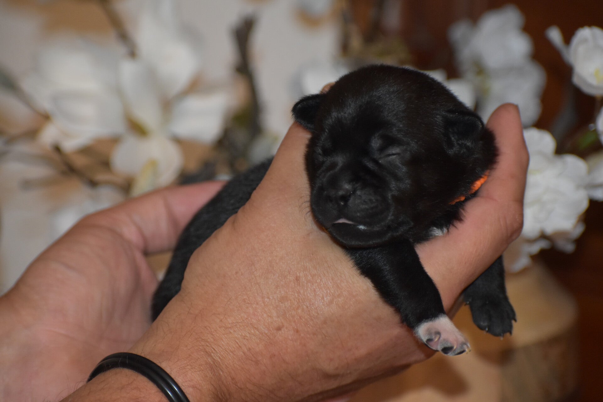 Reutje 3 gereserveerd