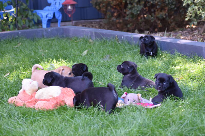 Retromops kennel K-nest 