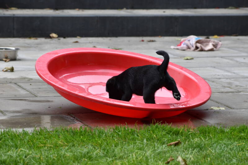 Waterballet voor de kids