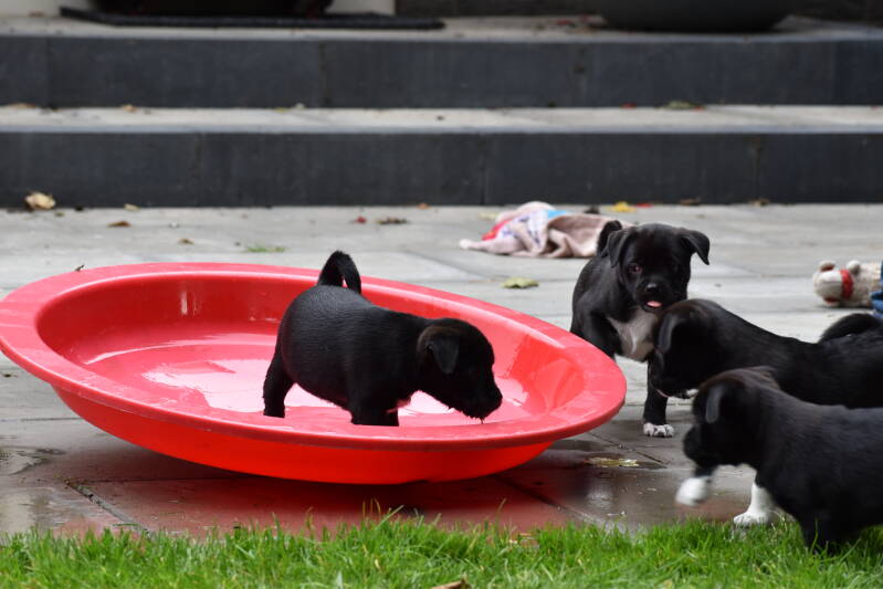 Retromopsen waterpret