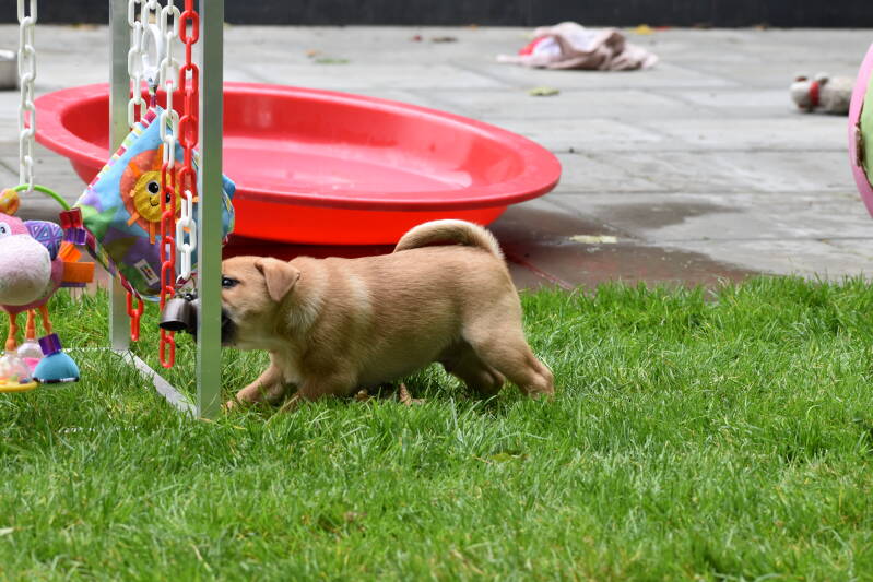 Muis in actie...