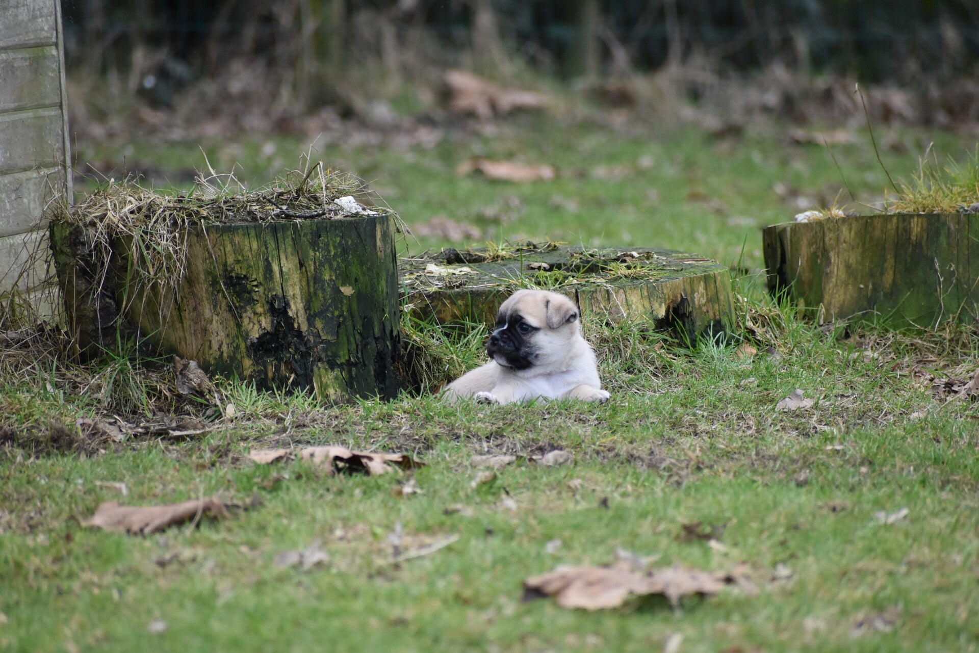 Joep ligt beschut....
