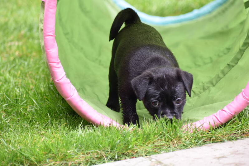 Retrmops Be My Side Puggies