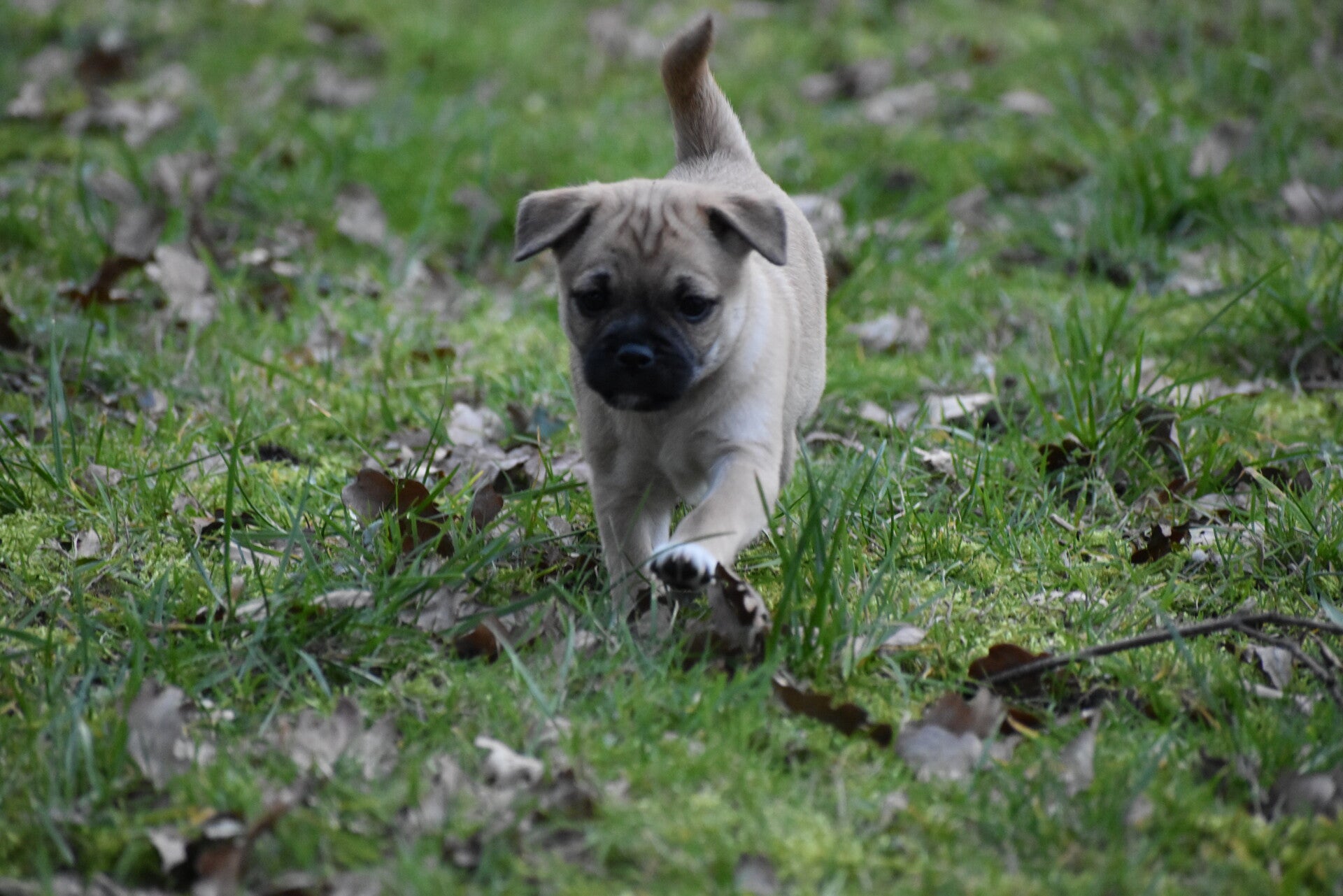 Mooi retromops teefje