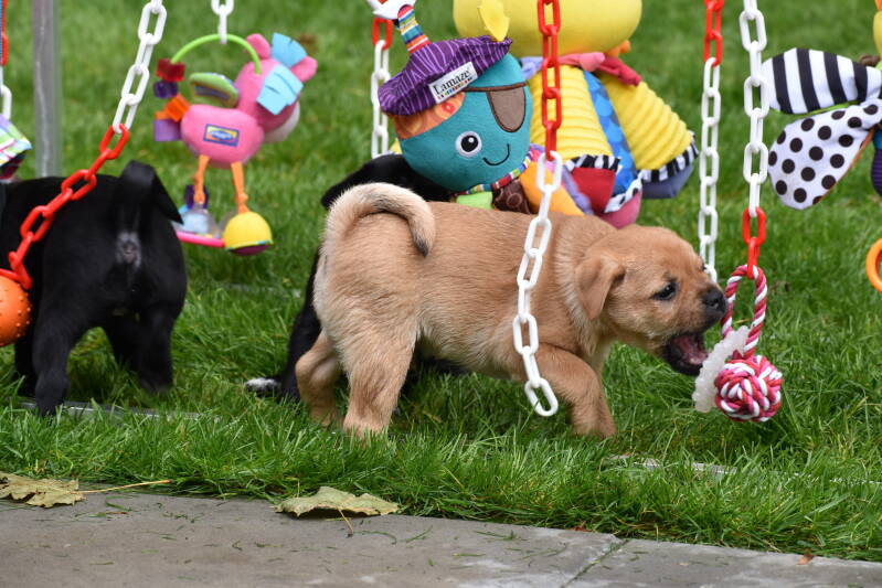Zoveel plezier bij de puppygym