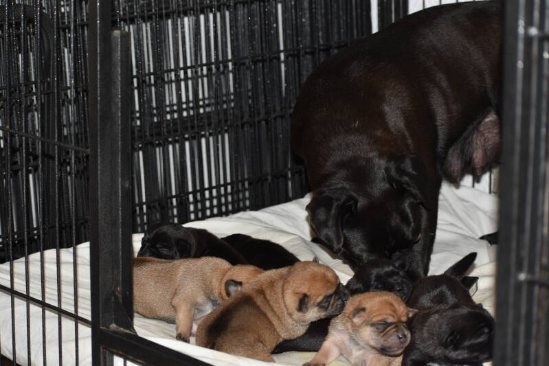 Moeder Tina Be My Side Puggies neemt haar taak serieus
